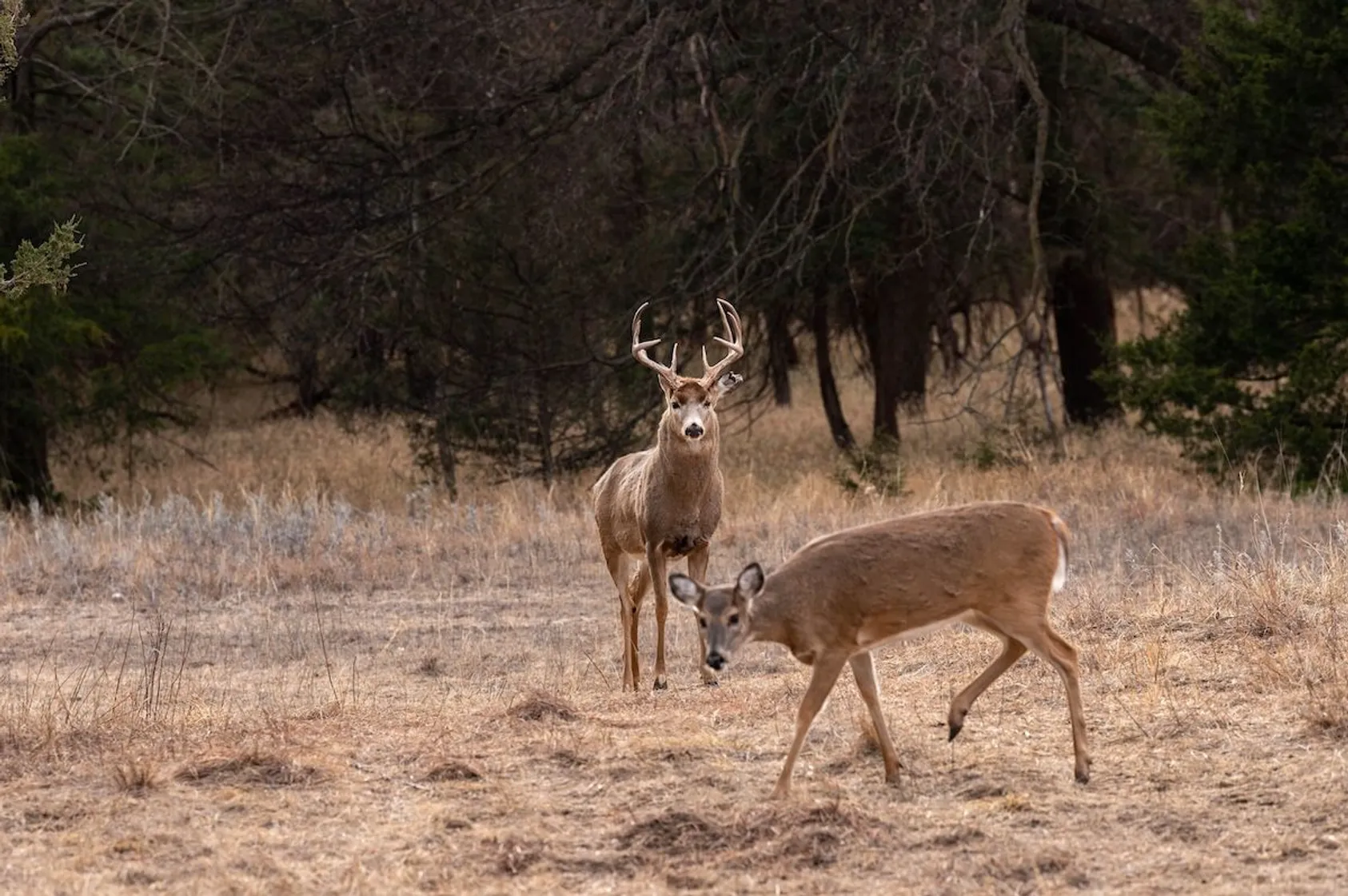 Featured Image for Creating a Wildlife Sanctuary on Your Property